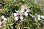 Leptospermum 