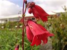 Penstemon Firebird