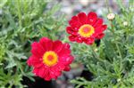 Argyranthemum 