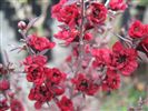 Leptospermum 