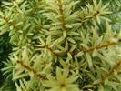 Podocarpus totara Aurea (Golden Totara) 