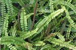 Blechnum fluviatile (Ray Water Fern)