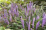 Liriope muscari