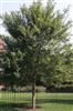 Ulmus parvifolia 
