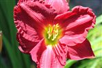 Hemerocallis 