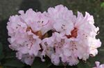 Rhododendron 