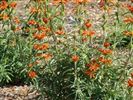 Leonotis leonurus